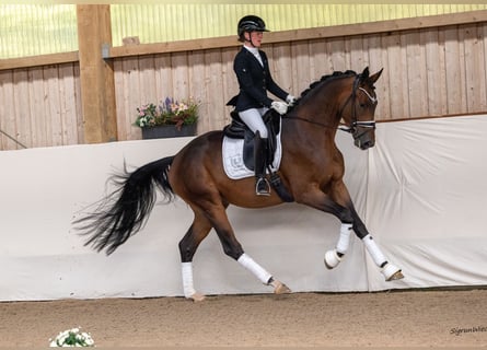 Trakehner, Ruin, 3 Jaar, 171 cm, Bruin