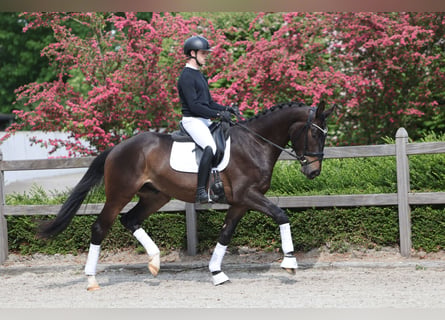 Trakehner, Ruin, 3 Jaar, 172 cm, Donkerbruin