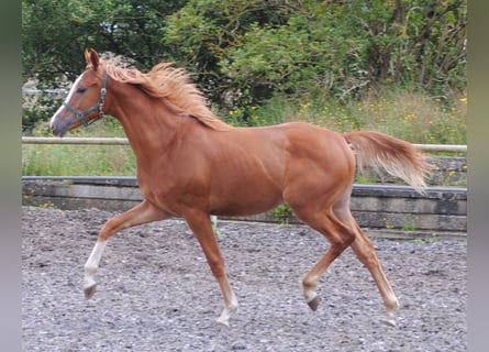 Trakehner, Ruin, 3 Jaar, Vos