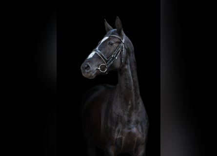 Trakehner, Ruin, 4 Jaar, 162 cm, Zwart