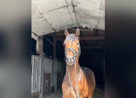 Trakehner, Ruin, 4 Jaar, 165 cm, Bruin