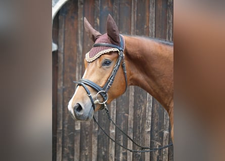 Trakehner, Ruin, 4 Jaar, 165 cm, Bruin