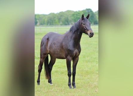 Trakehner, Ruin, 4 Jaar, 165 cm, Donkerbruin