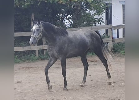 Trakehner, Ruin, 4 Jaar, 165 cm, Schimmel
