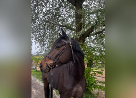 Trakehner, Ruin, 4 Jaar, 166 cm, Bruin