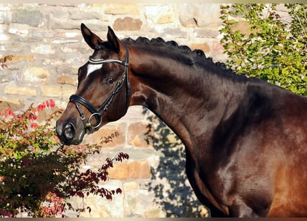 Trakehner, Ruin, 4 Jaar, 168 cm, Bruin