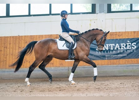 Trakehner, Ruin, 4 Jaar, 168 cm, Donkerbruin