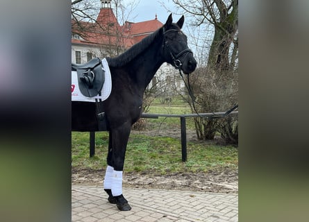 Trakehner, Ruin, 4 Jaar, 168 cm, Zwartbruin