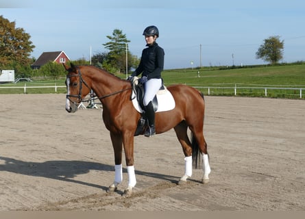 Trakehner, Ruin, 4 Jaar, 169 cm, Bruin