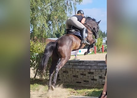 Trakehner, Wallach, 4 Jahre, 173 cm, Schwarzbrauner