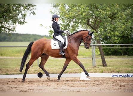 Trakehner, Ruin, 4 Jaar, 175 cm, Bruin