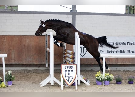 Trakehner, Ruin, 5 Jaar, 164 cm, Bruin