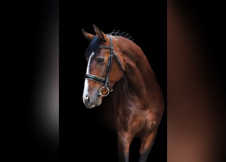 Trakehner, Ruin, 5 Jaar, 165 cm, Roodbruin