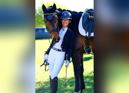 Trakehner, Ruin, 5 Jaar, 168 cm, Donkerbruin