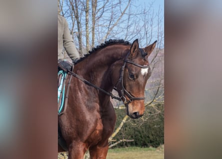 Trakehner, Ruin, 5 Jaar, 173 cm, Bruin