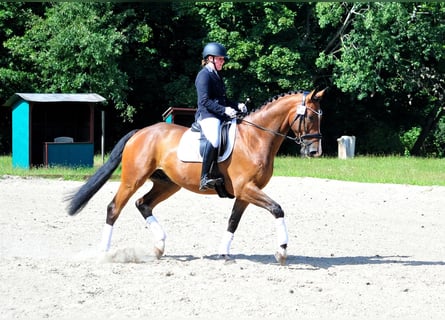 Trakehner, Ruin, 5 Jaar, 173 cm, Donkerbruin