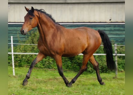 Trakehner, Ruin, 5 Jaar, Bruin
