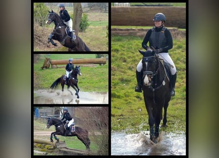 Trakehner, Wallach, 5 Jahre, Dunkelbrauner