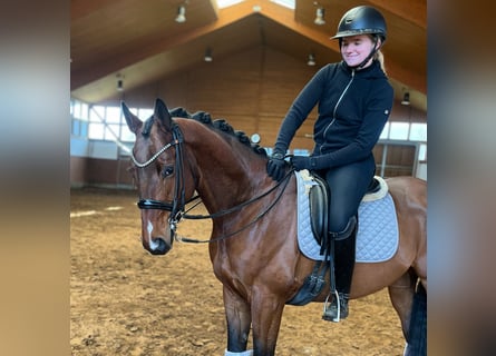 Trakehner, Ruin, 6 Jaar, 163 cm, Brauner