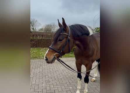 Trakehner, Ruin, 6 Jaar, 163 cm, Gevlekt-paard