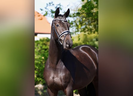 Trakehner, Ruin, 6 Jaar, 164 cm, Zwart