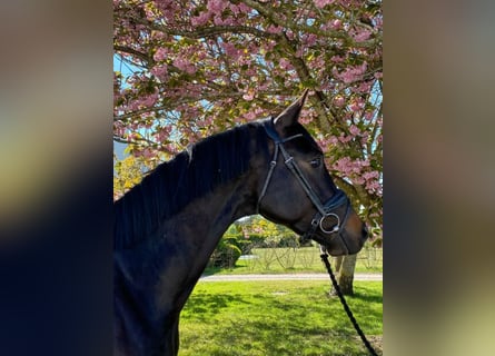 Trakehner, Ruin, 6 Jaar, 170 cm, Donkerbruin