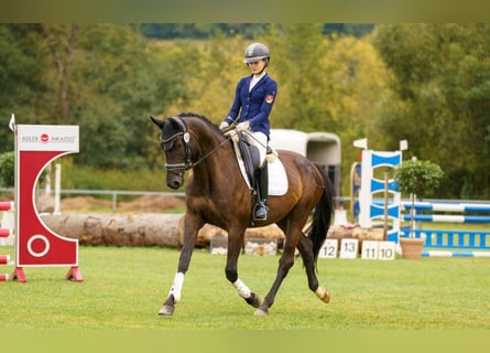Trakehner, Ruin, 6 Jaar, 170 cm, Zwartbruin