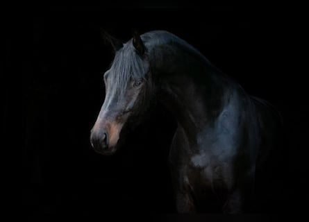 Trakehner, Ruin, 6 Jaar, 174 cm, Zwartbruin