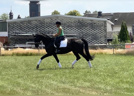 Trakehner, Ruin, 6 Jaar, 175 cm, Zwart