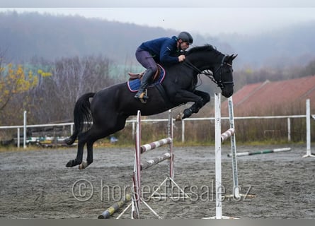 Trakehner, Ruin, 7 Jaar, 163 cm, Zwart