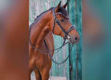 Trakehner, Wallach, 8 Jahre, 172 cm, Brauner