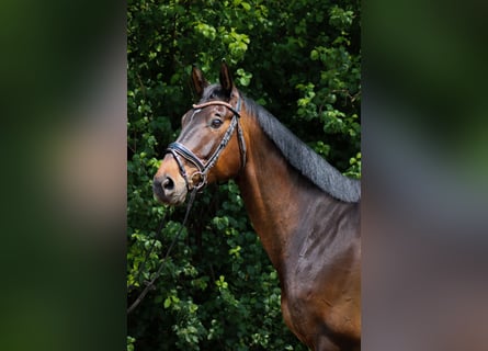 Trakehner, Ruin, 8 Jaar, 172 cm, Bruin