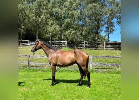 Trakehner, Ruin, 8 Jaar, 176 cm, Brauner