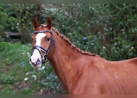 Trakehner, Ruin, 9 Jaar, 162 cm, Vos