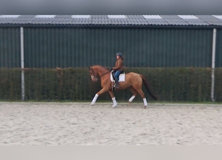 Trakehner, Ruin, 9 Jaar, 170 cm, Vos