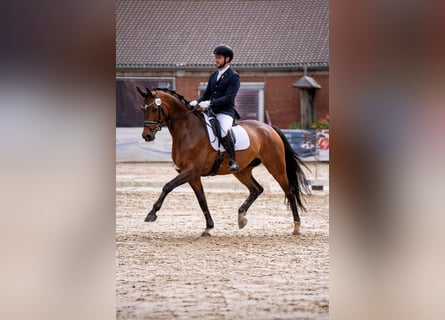 Trakehner, Ruin, 9 Jaar, 175 cm, Donkerbruin