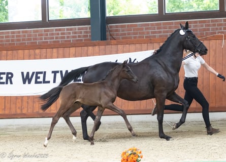 Trakehner, Semental, 1 año, 165 cm, Castaño oscuro