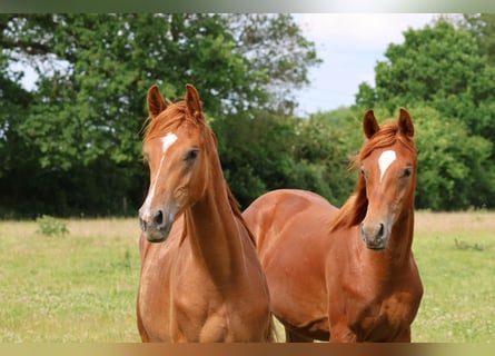 Trakehner, Semental, 1 año, 167 cm, Alazán