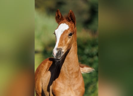 Trakehner, Semental, 1 año, 168 cm, Alazán