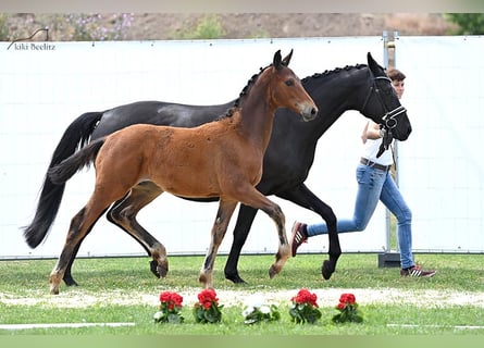 Trakehner, Semental, 1 año, 168 cm, Castaño