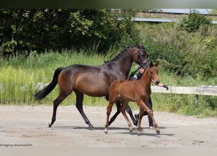 Trakehner, Semental, 1 año, 168 cm, Castaño