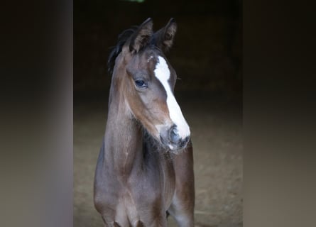 Trakehner, Semental, 1 año, 168 cm, Castaño oscuro