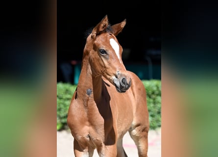Trakehner, Semental, 1 año, 170 cm, Castaño