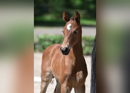 Trakehner, Semental, 1 año, 170 cm, Castaño