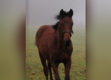 Trakehner, Semental, 1 año, 172 cm, Castaño