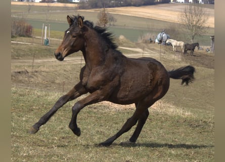 Trakehner, Semental, 1 año, 175 cm, Castaño oscuro