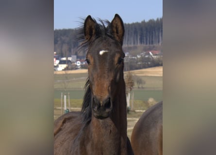 Trakehner, Semental, 1 año, 175 cm, Castaño oscuro