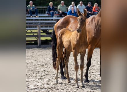 Trakehner, Semental, 1 año, Alazán-tostado