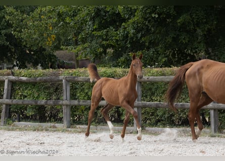 Trakehner, Semental, 1 año