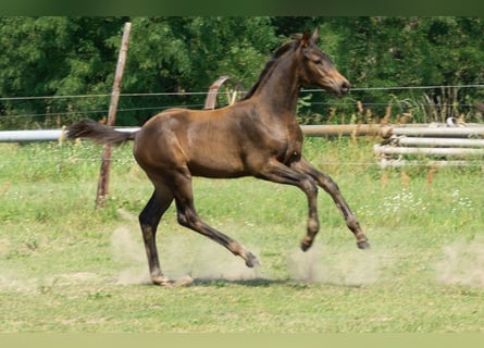 Trakehner, Semental, 1 año, Castaño
